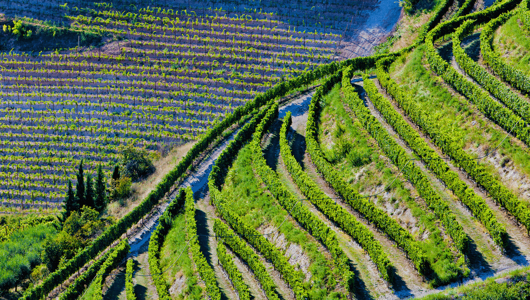 $artistdata->imageCredit