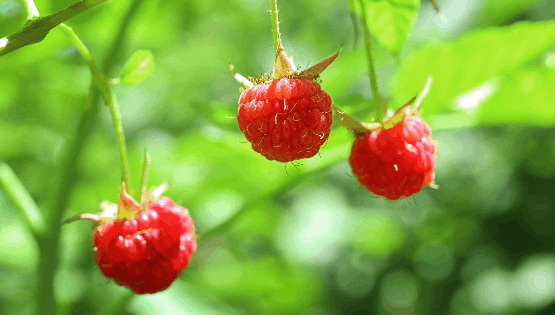 $artistdata->imageCredit