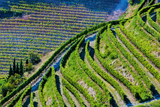 Sicilias Vingull: Fra urgamle druer til moderne mestere