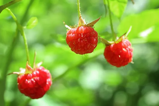 Bringebærlandet – en norsk vingård på 60 grader nord